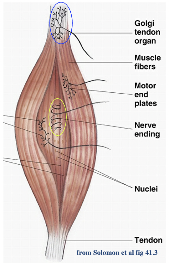 * Sense of position- no adaptation
* These receptors $$continually respond to tension$$ and movement in *striated muscles* and in *tendons*
* There are two main types, %%**muscle spindles** and **Golgi tendon organs**%%;

\
* Each **MUSCLE SPINDLE** is about 2mm long and 0.5mm wide consisting of 3 to 10 small and specialised **muscle fibres** surrounded by a tangle of **sensory nerve endings (like wrapping barbed wire), they detect stretch in muscle and respond to it)** enclosed in a connective tissue sheath;

\
* They appear to emit **sensory nerve impulses** all the time and are $$probably more continually active than any other sensory receptors$$;

\
* %%Stretching the muscle increases the rate of firing%% thus muscle spindles continually monitor **muscle tone**;

\
Detects tension in a ligament

\
Muscle spindles, wev only got abt 50,000 in our body, most muscle have aby 50, up to 50, small muscles have less - these spindles are specialized muscles, 2mm long

\
\
Ur muscle receptors are constantly constantly active, but at a basal rate and when smthn changes is when they start firing at a faster rate