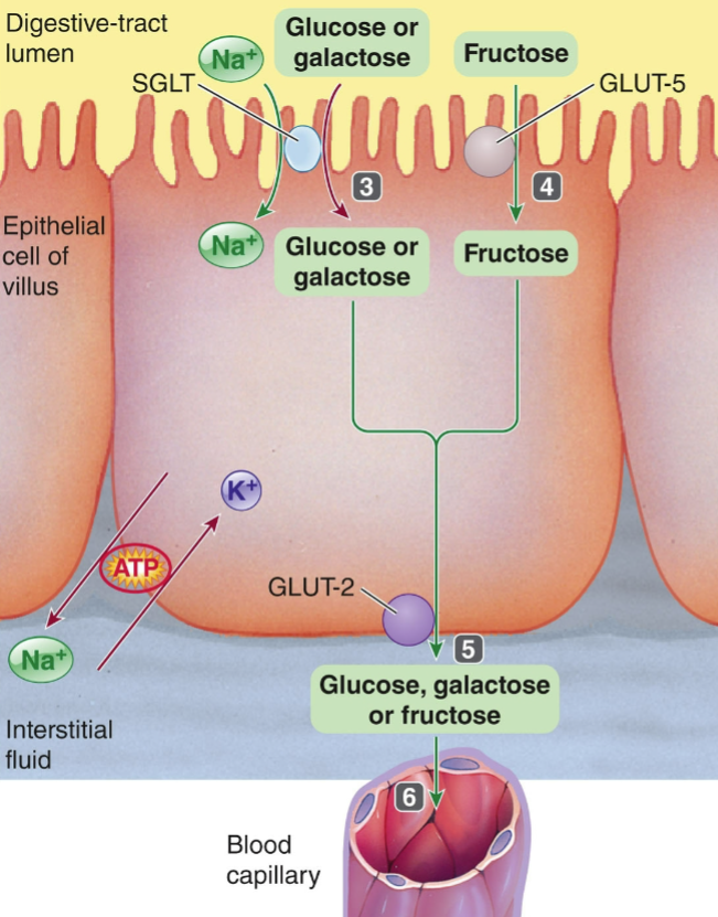 <p>disaccharides are hydrolyzed into absorbable monosaccharides by enzymes in the brush border</p><ul><li><p><mark data-color="yellow" style="background-color: yellow; color: inherit">glucose &amp; galactose are absorbed via secondary active transport w/ Na<sup>+</sup> as a cotransported species</mark></p></li><li><p>facilitated by Na<sup>+</sup>/K<sup>+</sup>ATPase</p></li></ul><p></p>
