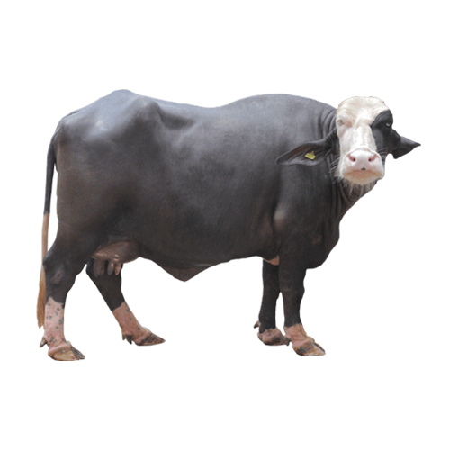 <p>Milk type of buffalo breed. Buffaloes with such markings highly desired and popularly called "Panj Kalian"</p>