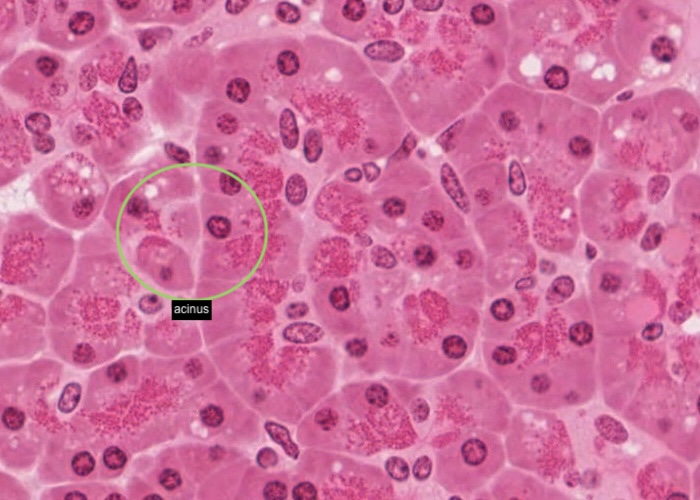 Pancreas acinus - centroacinar cell (H&E)
