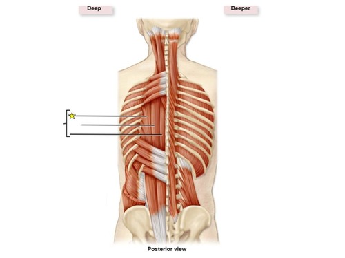 <p>identify the specific group of this muscle</p>