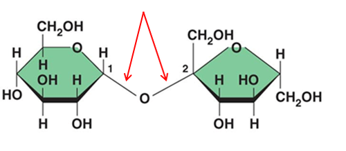 <p>Glycosidic linkages</p><p>*One OH is removed and one H is removed causing dehydration/removal of the water causing the O that is still standing to go over to the middle of the glycosidic linkage  *Glucose; most common monomer</p>