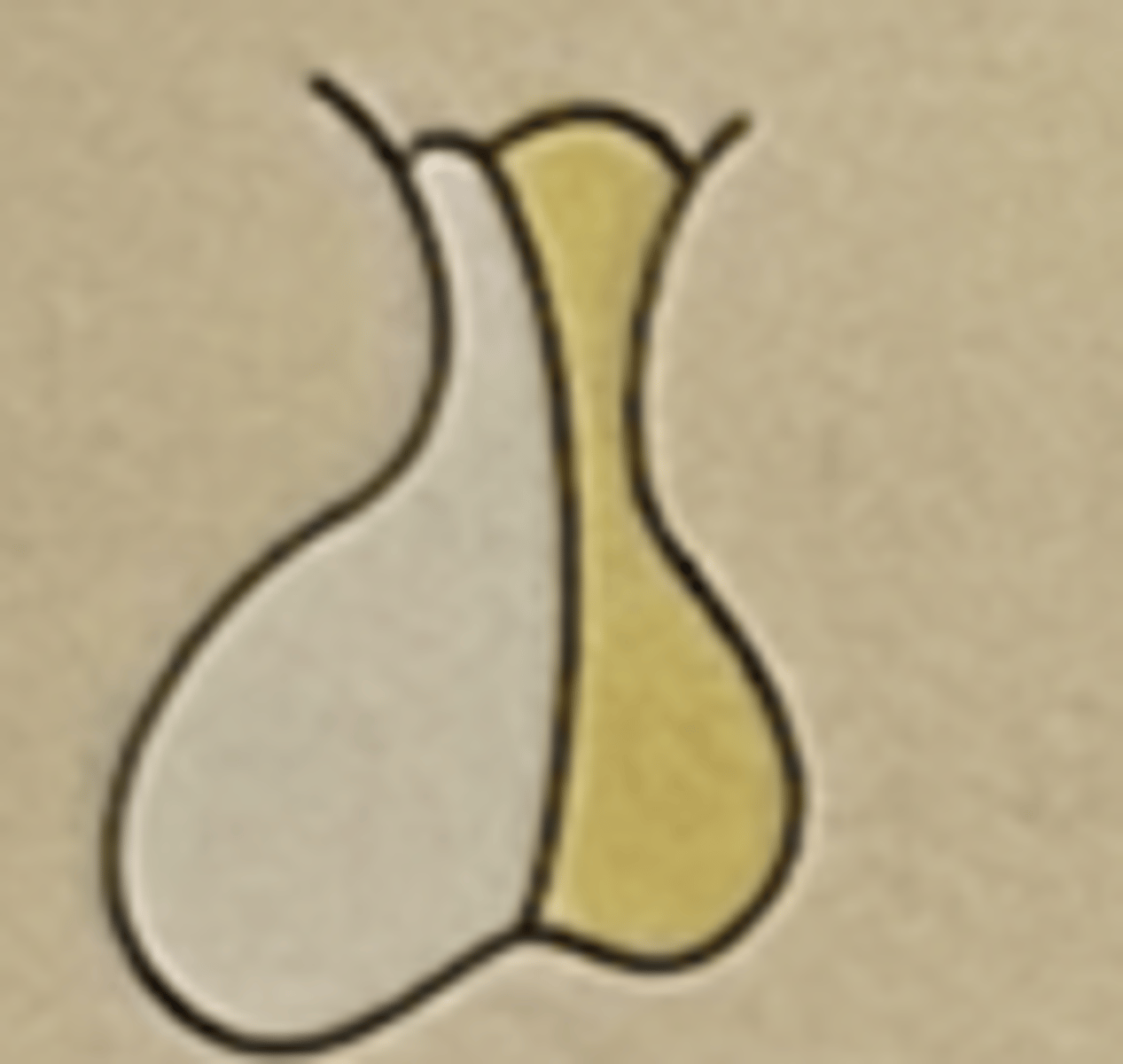 <p>Posterior pituitary (neurohypophysis)</p>