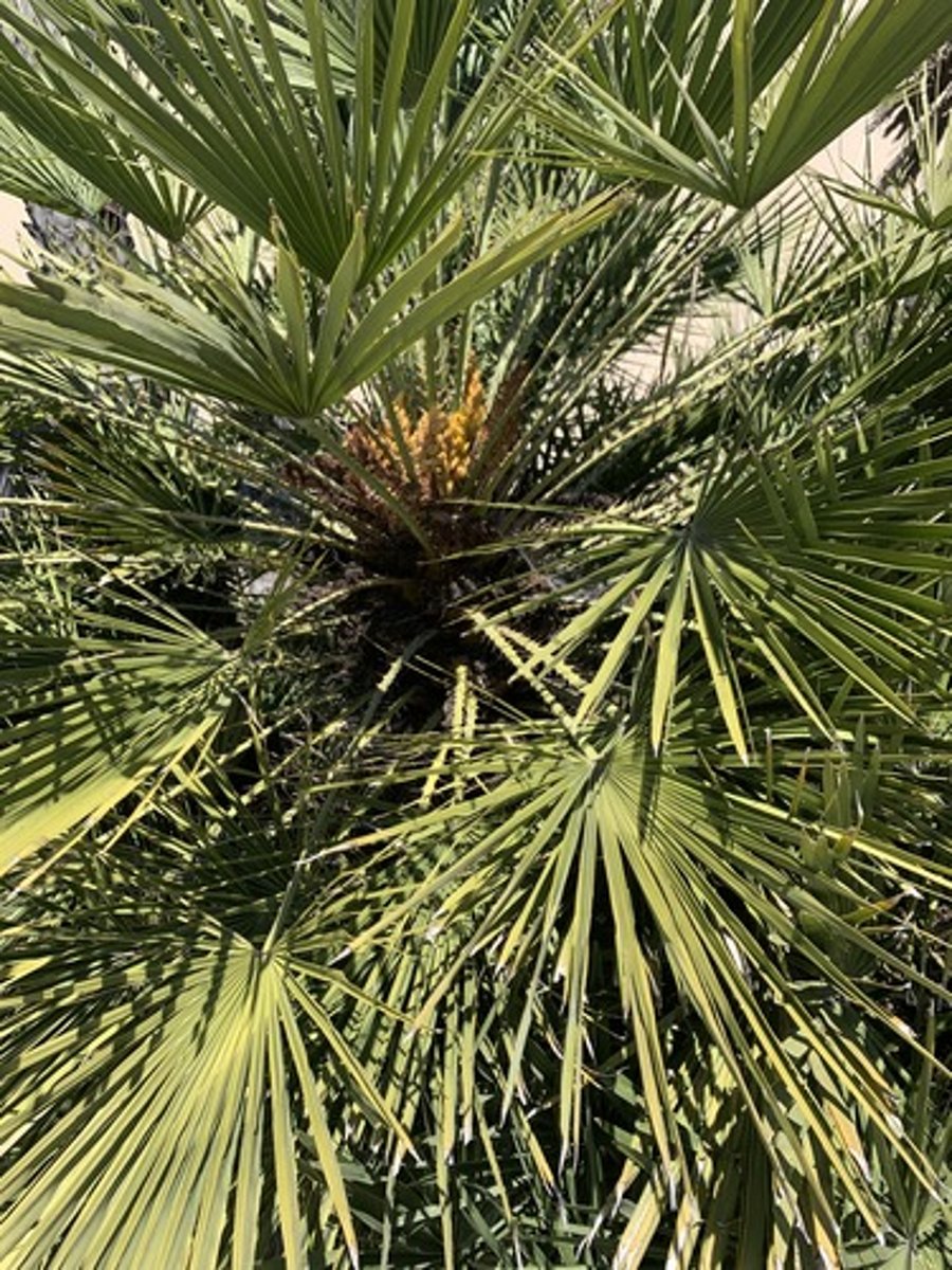 <p>Clumping palm, spines about 1", long petioles with fans. Petioles are V shaped, with lots of smaller yellow pollen. dull medium green and wide</p>