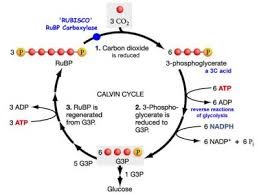 In stroma forms sugar from CO2 using ATP and NADPH; Begins with carbon fixation.