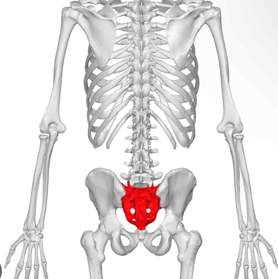 <p>a posterior region shaped <span>like a triangle at the inferior margin of the spine. Directly over a bone called the sacrum</span></p>