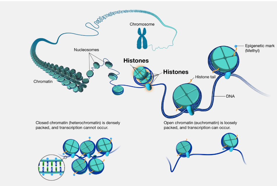 <p>Histones are proteins that DNA wraps around to form chromatin.</p><p>2 copies of each of the 4 core histones&nbsp;assemble into an octamer that is shaped like a disk.</p><p><em>(Don’t need image - just to paint a picture)</em></p>