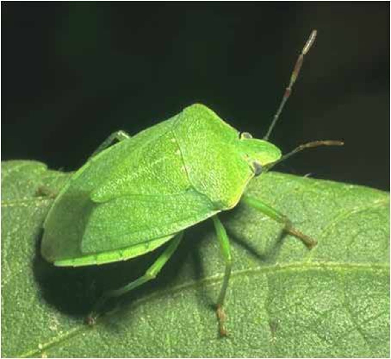<p>· Waterproof, waxy cuticle all over their body.</p><p>· Spiracles may be guarded by valves which can close spiracles</p><p>· Spiracles surrounded by hairs which trap a layer of moist air around the spiracle to minimise water loss.</p>