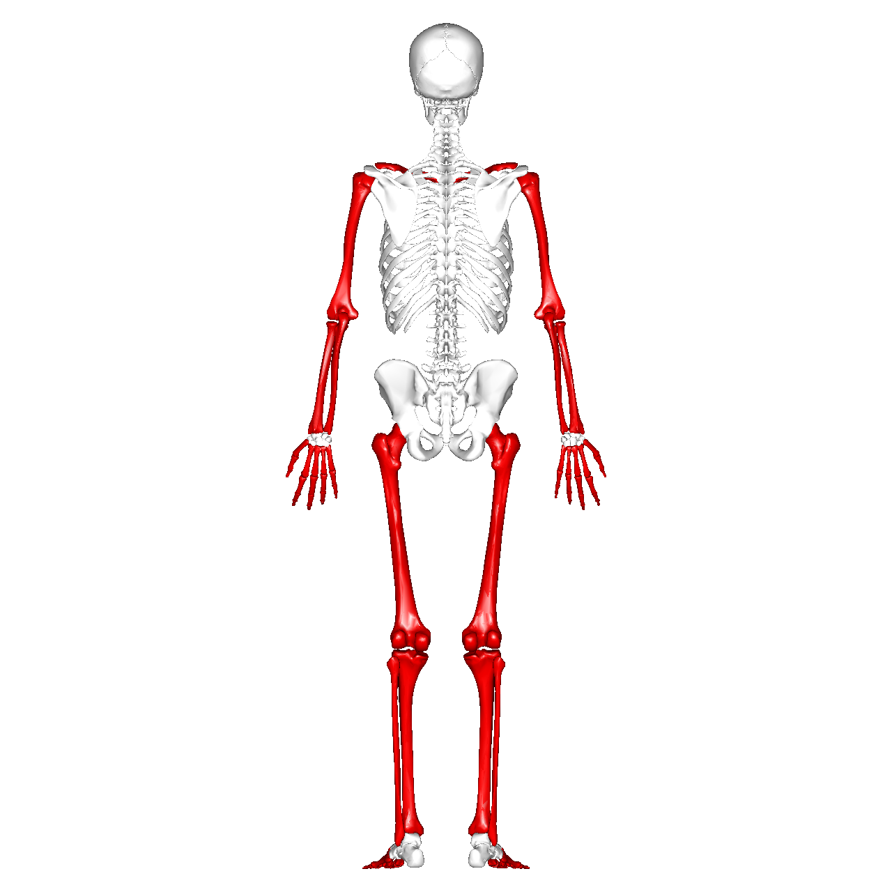 <p>classification of bones?</p>