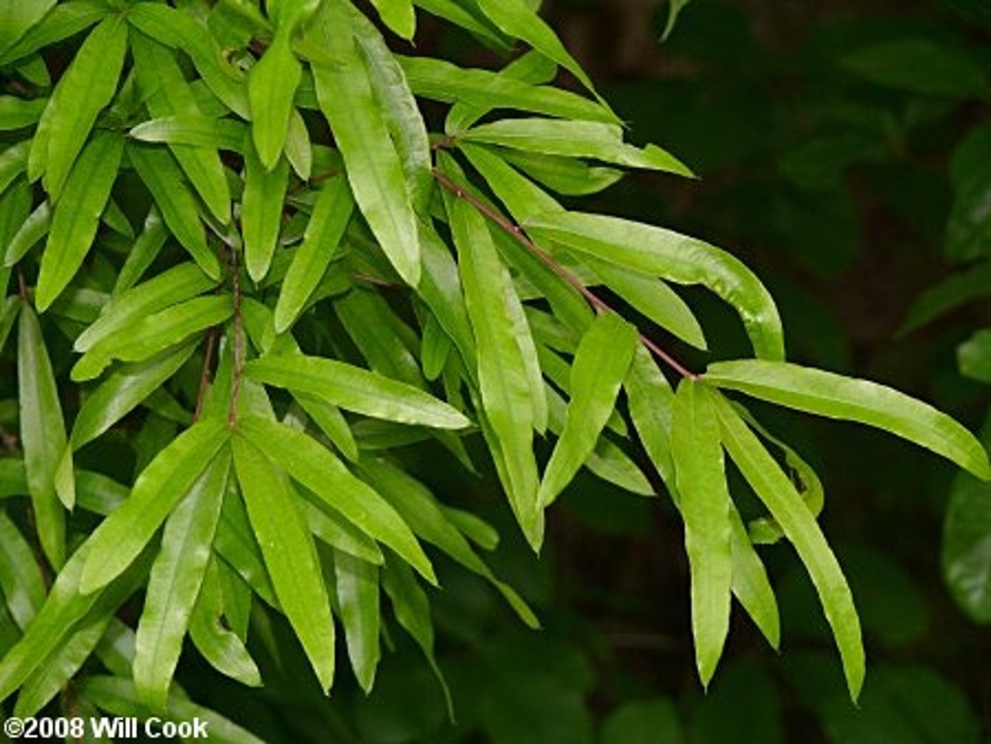 <p>Quercus phellos<br>Fagaceae</p>