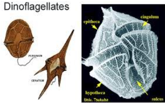 <p>DINOFLAGELLATA photosynthetic pigments</p>