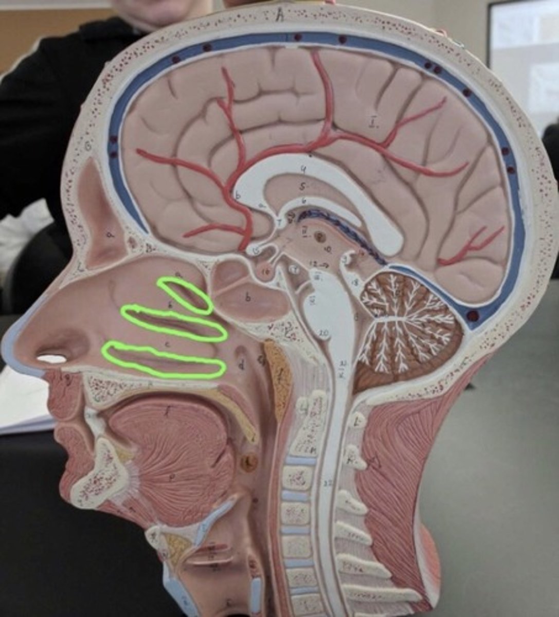 <p>superior nasal meatus contains olfactory receptor cells</p>