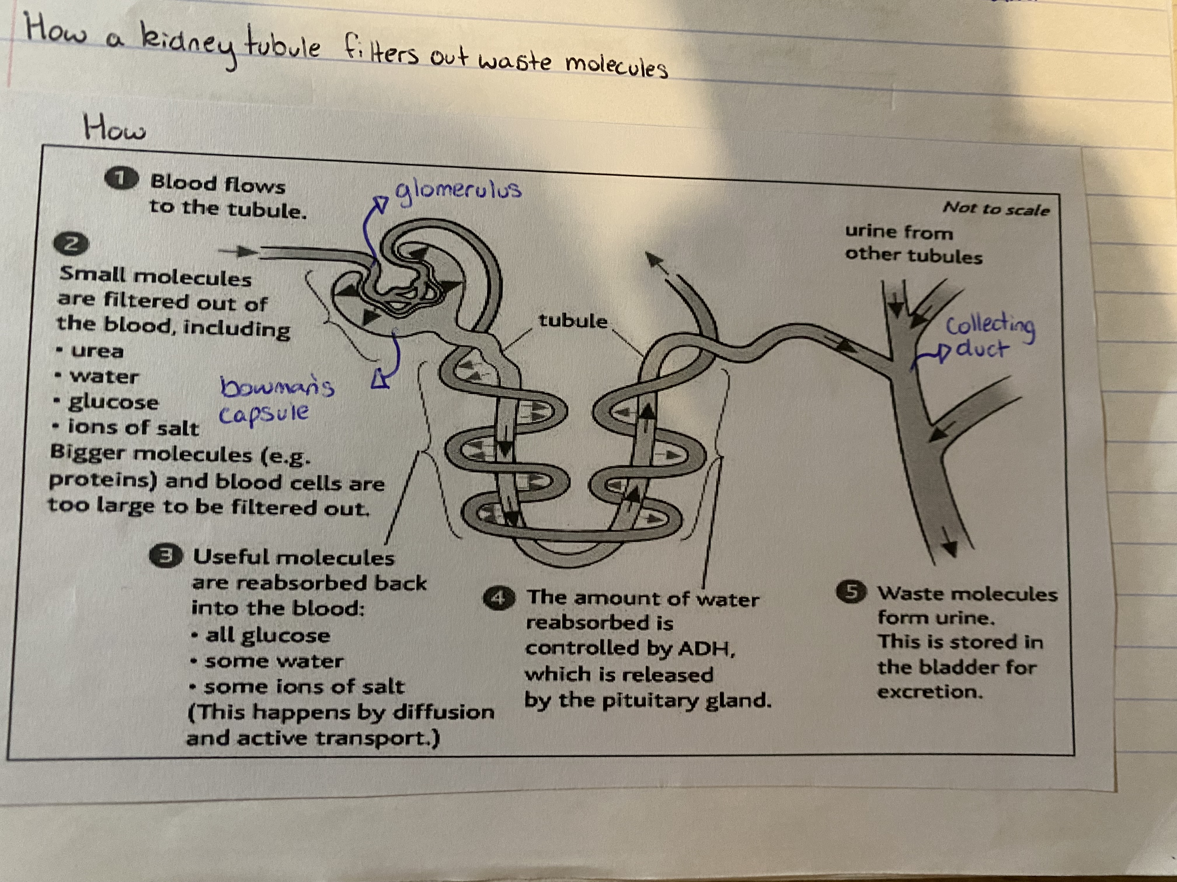 <ol><li><p>blood flows to the tubule </p></li><li><p>small molecules are filtered out of the blood, including: </p></li></ol><p>-urea </p><p>-water </p><p>-glucose </p><p>-ions of salt </p><p>-bigger molecules (e.g.proetins) and blood cells are too large to be filtered out </p><ol start="3"><li><p>useful molecules are re-absorbed back into the blood: </p></li></ol><p>-all glucose </p><p>-some water </p><p>-some ions of salt (happens by diffusion + active transport) </p><ol start="4"><li><p>the amounts kf water re absorbed is controlled by ADH, which is released by the pituitary gland </p></li><li><p>waste molecules from urine. This is stored in the bladder for excretion </p></li></ol><p></p>