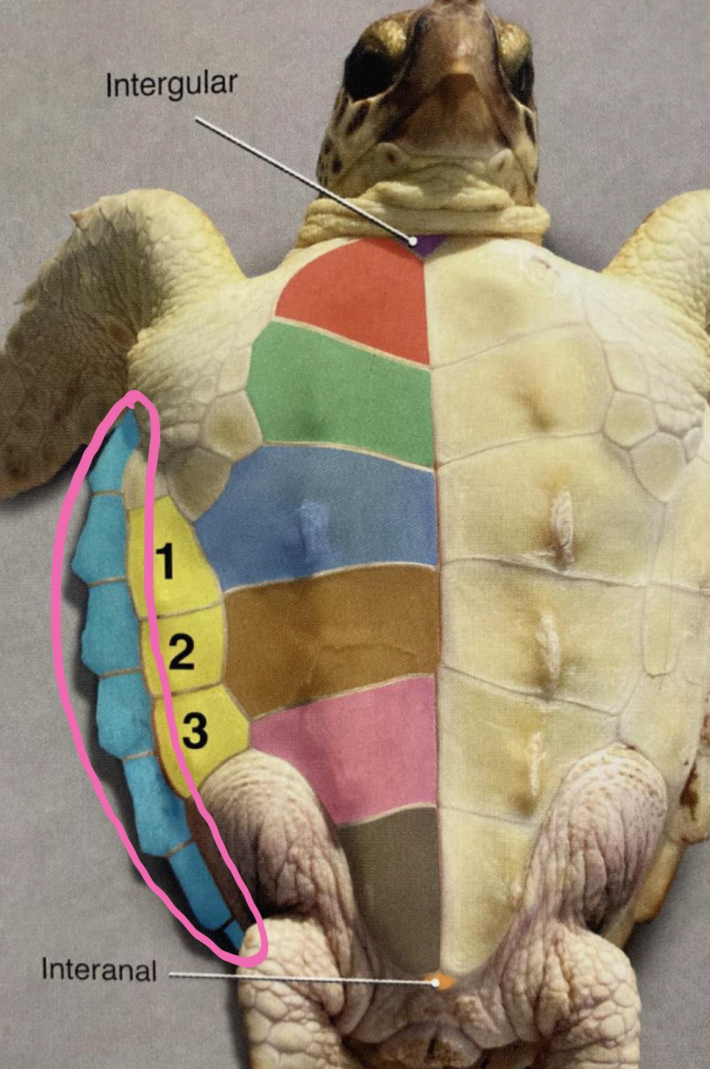 <p>Label the figure</p>