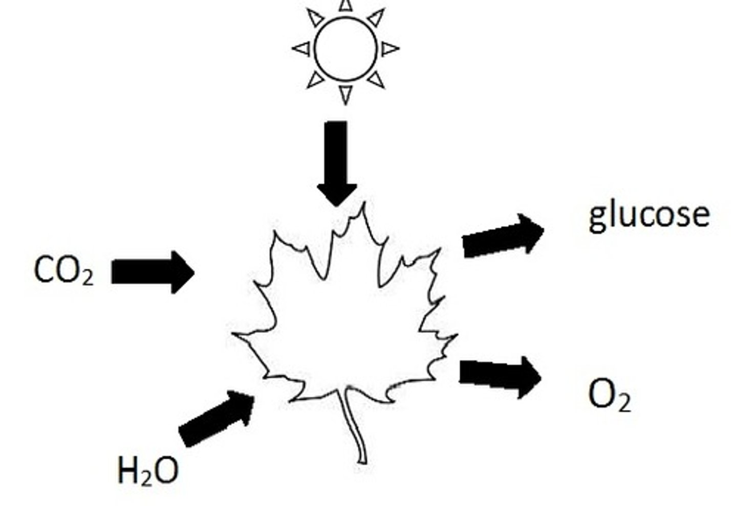 <p>carbon dioxide, water, and sunlight</p>