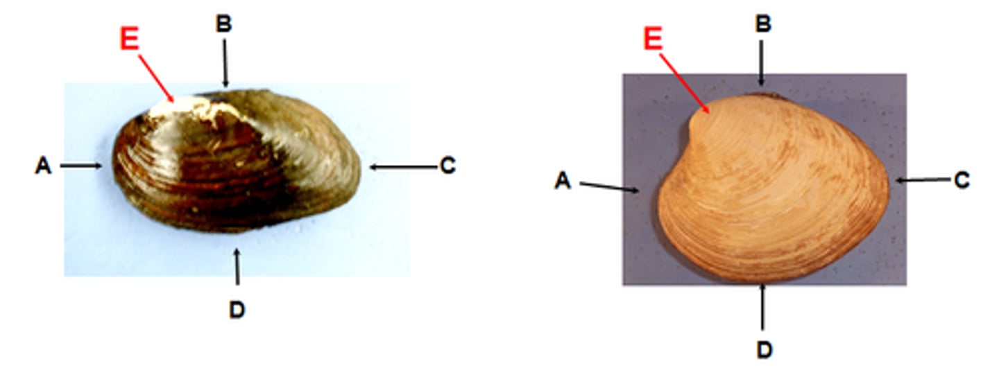 <p>Mollusca, Bivalve, clam E is the umbo. Can you find anterior and posterior?</p>