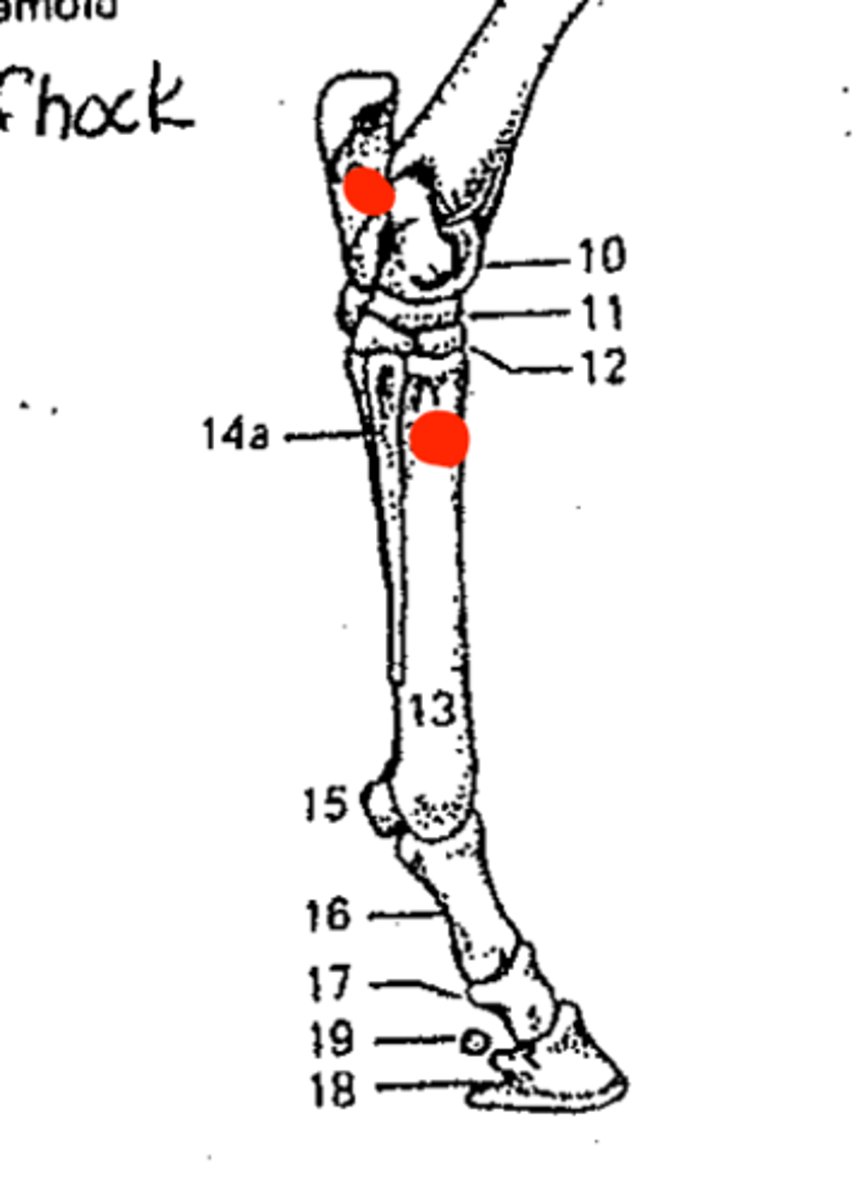 <p>Identify the structures marked in red from top to bottom</p>