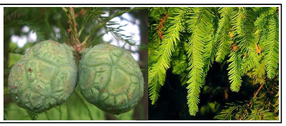 <p>Cupressaceae</p><p>Taxodium distichum</p>