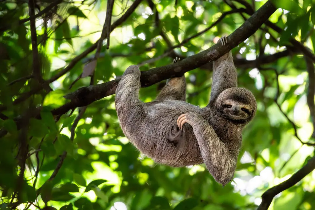 <p>There is very high animal biodiversity.</p><p><u>Behavioral:</u> The <strong>sloth</strong> (three-toed <em>Bradypus</em> or two-toed <em>Cholopeus</em>) moves very slowly to conserve energy and help digest its food. Its lack of movement allows algae to grow on them so that they can better camouflage in trees.</p><p><u>Physiological &amp; Morphological:</u>  <strong>Spider monkeys</strong> (<em>Atelidae ateles</em>) have long limbs and a prehensile tail that helps them climb (almost like an extra limb). They also primarily eat fruits, leaves, flowers, nuts, insects, and eggs — all of which are available in the rainforest.</p>