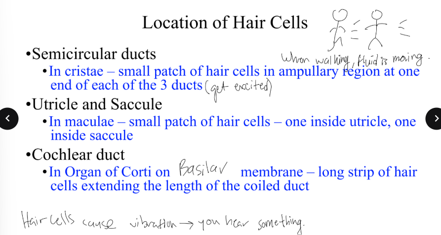 <p>WHen do you hear something?</p>