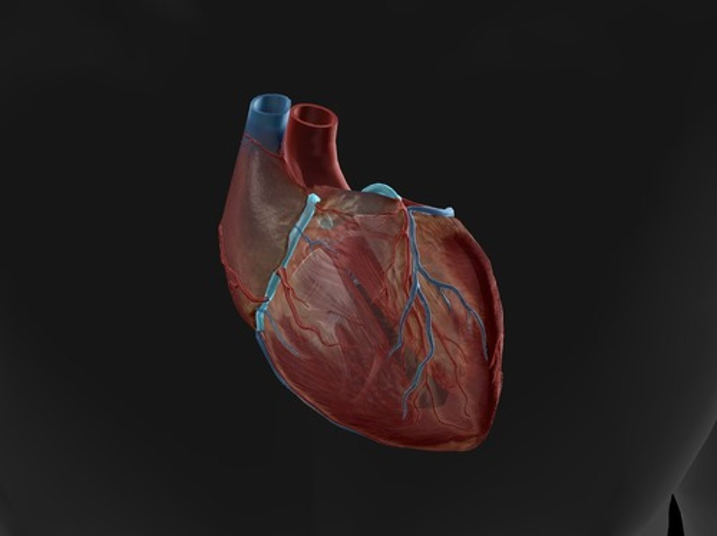 <p>blood vessels that branch from the aorta and carry oxygen-rich blood to the heart muscle (left atrium and pulm trunk dissected to visualize the left) (right and left)</p>