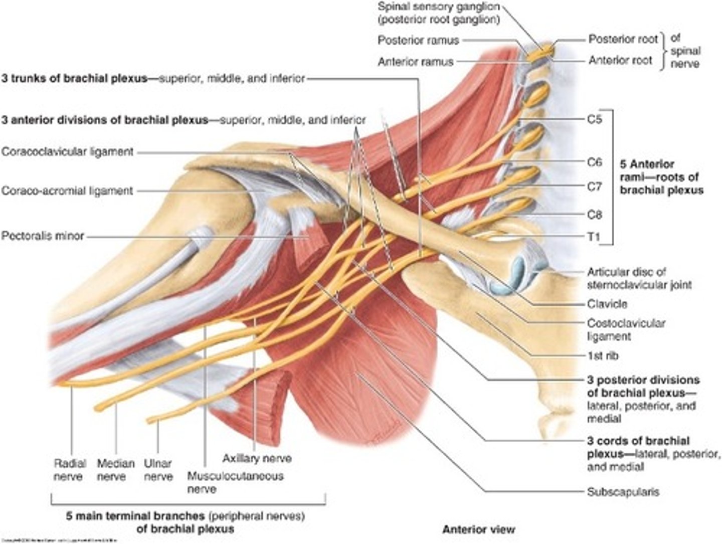 <p>axilla</p>