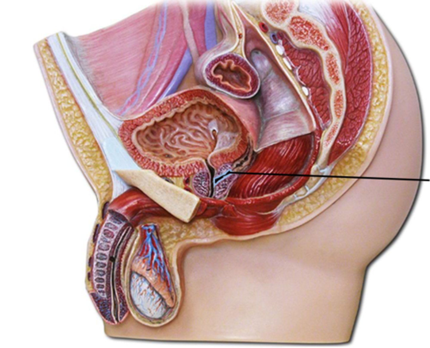 <p>Name this highlighted structure.</p>