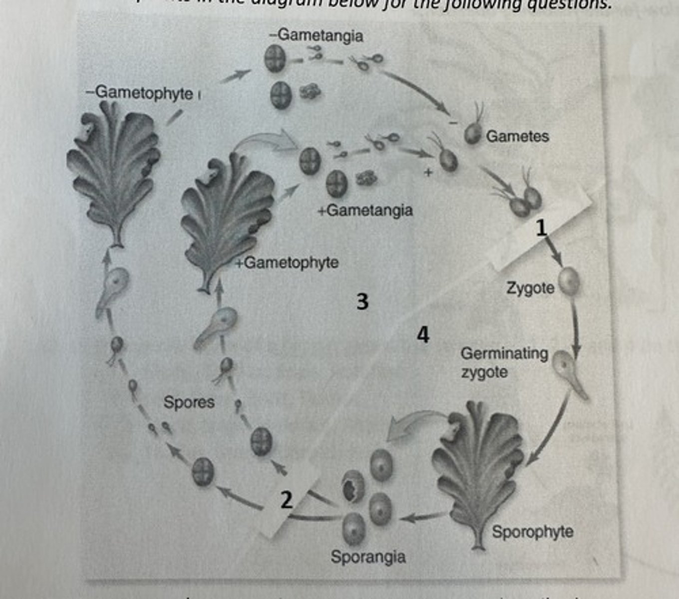 <p>Isomorphic</p><p>3 multiple choice options</p>