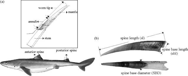 <p>What fish is this?</p>