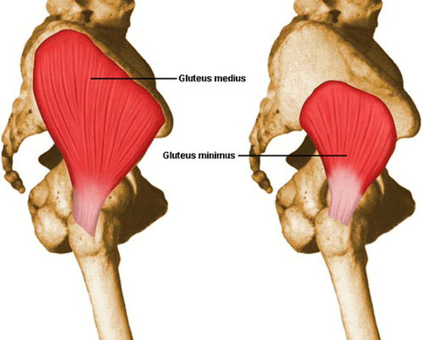 <p>-Origin Gluteal surface of ilium, under gluteus maximus</p><p>-Insertion Greater trochanter of the femur</p><p>-Nerve superior gluteal nerve (L4, L5, S1 nerve roots)</p><p>-Actions</p><p>=abduction of the hip</p><p>=Medial rotation of thigh.</p><p>-Antagonist adductors</p>