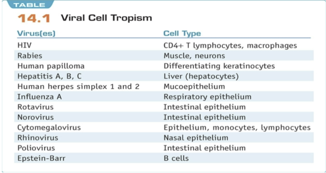 <ul><li><p>depends on capsid or envelope structure</p></li><li><p>Many viruses infect certain cell or tissue types within the host (tissue tropism)</p></li><li><p>The virus needs a specific receptor to invade the host cell</p></li><li><p>all organisms are susceptible to viruses</p></li></ul>