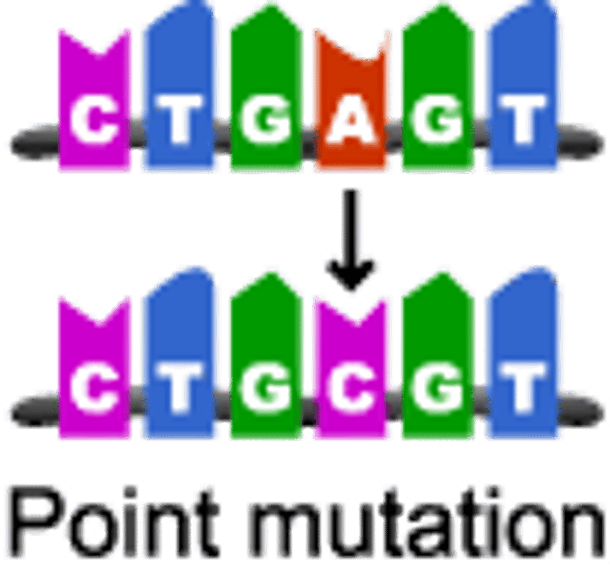 <p>gene mutation in which a single base pair in DNA has been changed</p>
