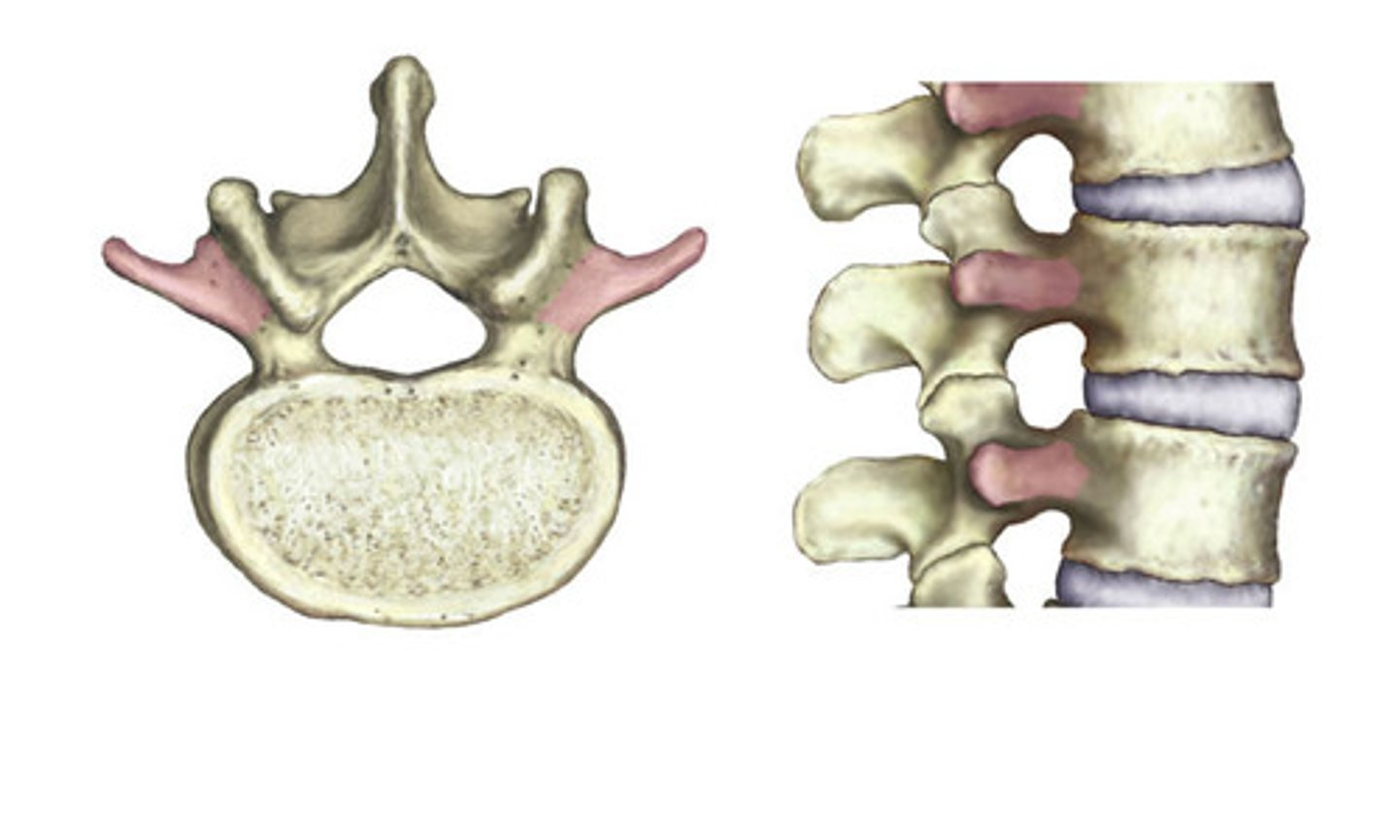 <p>Projection on the sides of the vertebrae.</p>