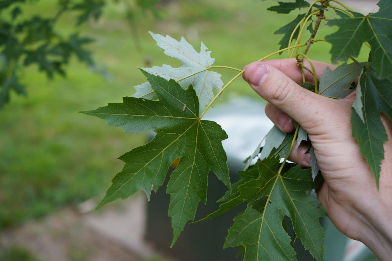 <p><em>Acer saccharinum</em></p>