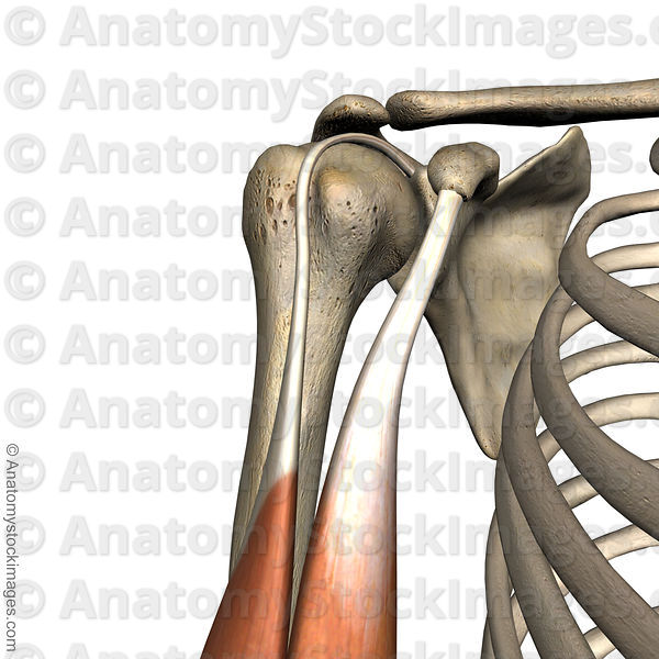 <p>Groove for the tendon of the long head of the biceps brachii</p>