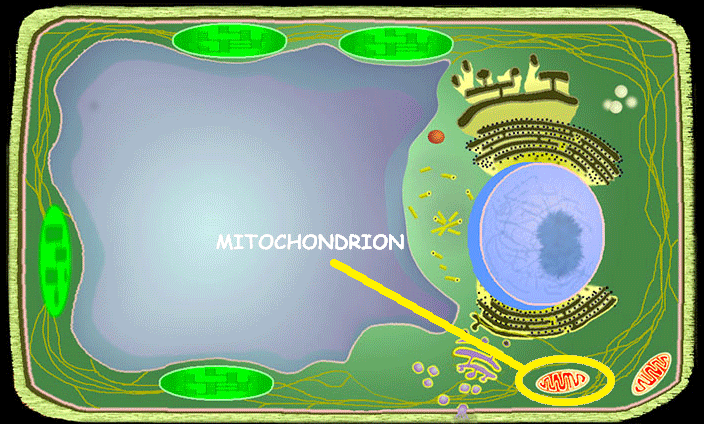 <p>Mitochondrion</p>