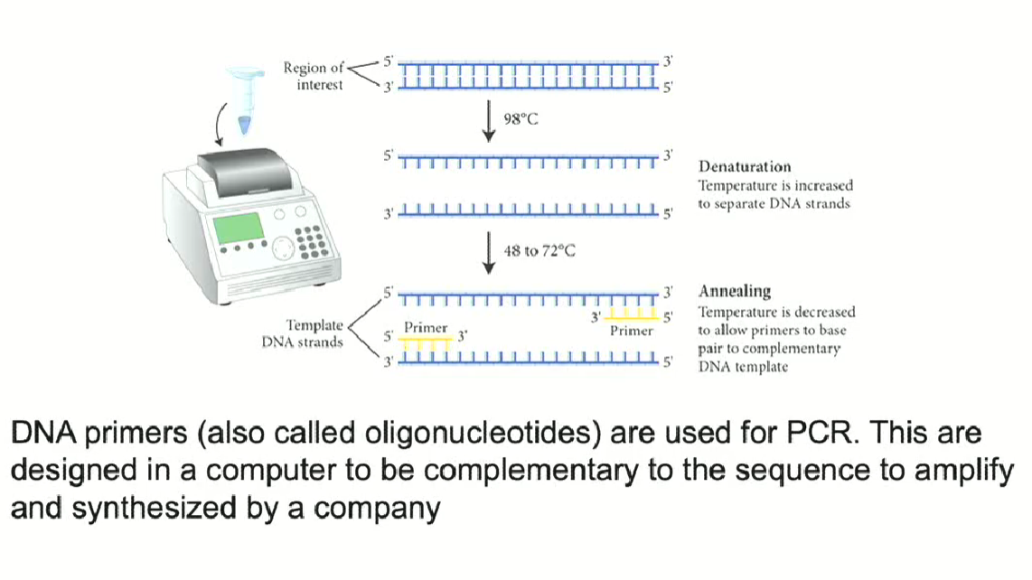 <ul><li><p>PCR requires primers (we use short single stranded DNA primers around 20 nucleotides long)</p></li><li><p>Primers are specific to a particular sequence</p></li><li><p>Primers are designed to be complementary on a computer, then ordered from a company</p></li><li><p>Primers have a specific temperature, which makes the pairing very specific by avoiding pairing with other parts of the chromosome</p></li></ul><p></p>