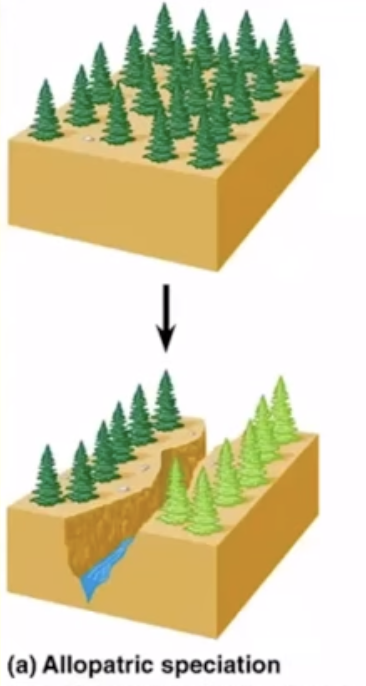 <p>geographic barriers that physically prevent populations from coming in contact with each other. this isolates the gene pools and is more common</p>