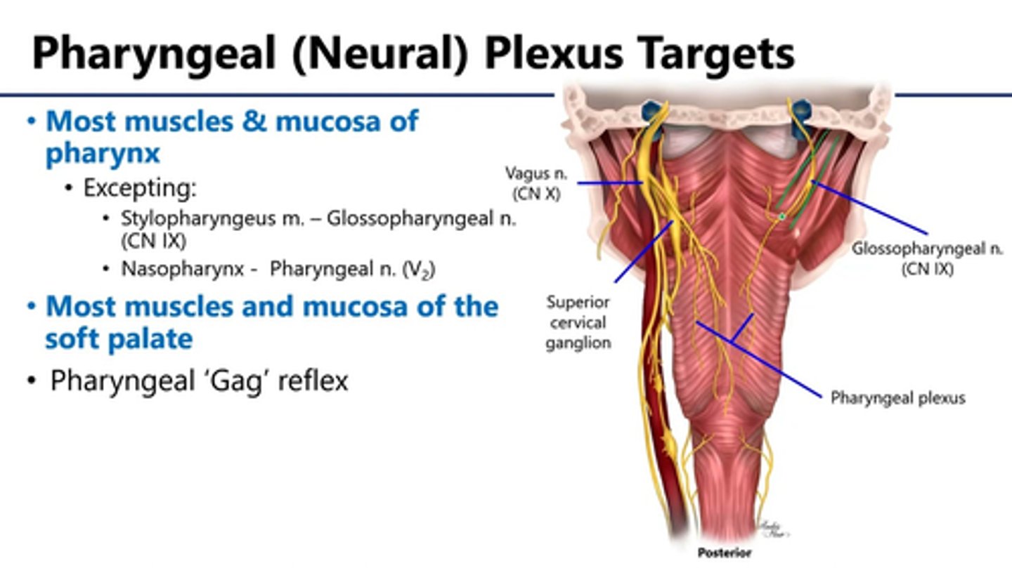 <p>The pharyngeal plexus is formed by contributions from the glossopharyngeal, vagus, and sympathetic nerves.</p><p>pharyngeal plexus: </p><p>1. glossopharyngeal </p><p>2. vagus</p><p>3. sympathetic</p>