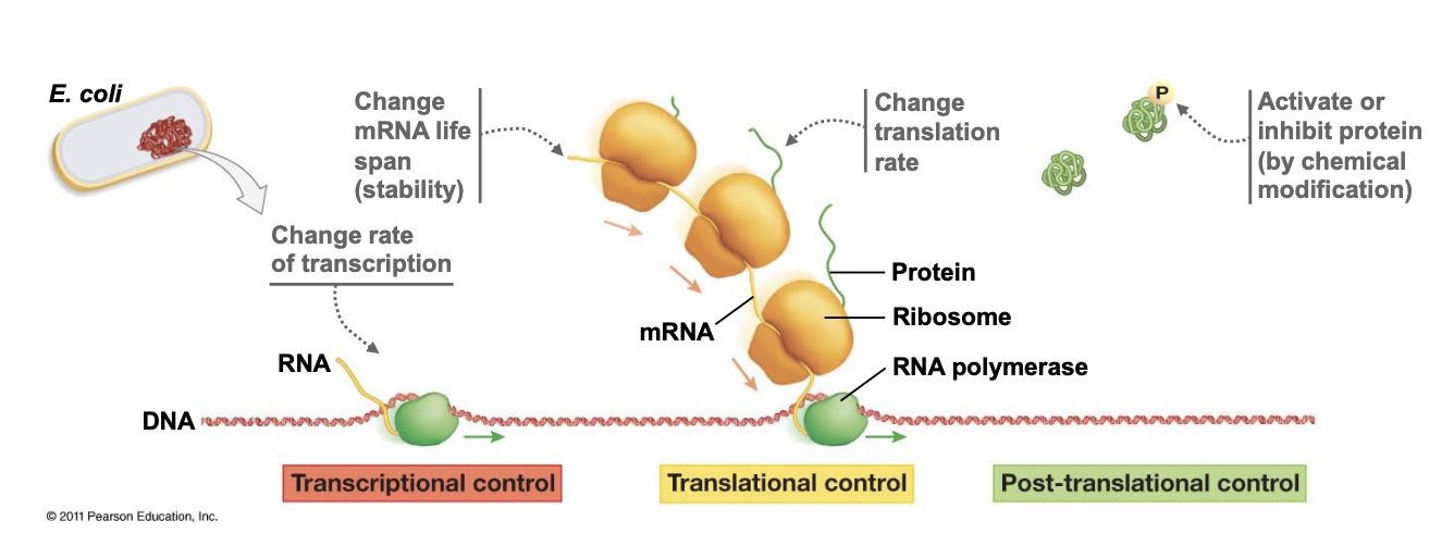<p>can be regulated at any step from transcription to protein activity</p><ul><li><p>transcriptional regulation is most common way of regulating genes, in part because it saves the cell the most energy/resources</p></li><li><p>often controlled by the presence of small molecules that provide info about the environment, often nutrient availability</p></li><li><p>the small molecules control transcription by allosteric interaction w/ factors</p></li></ul><p></p>
