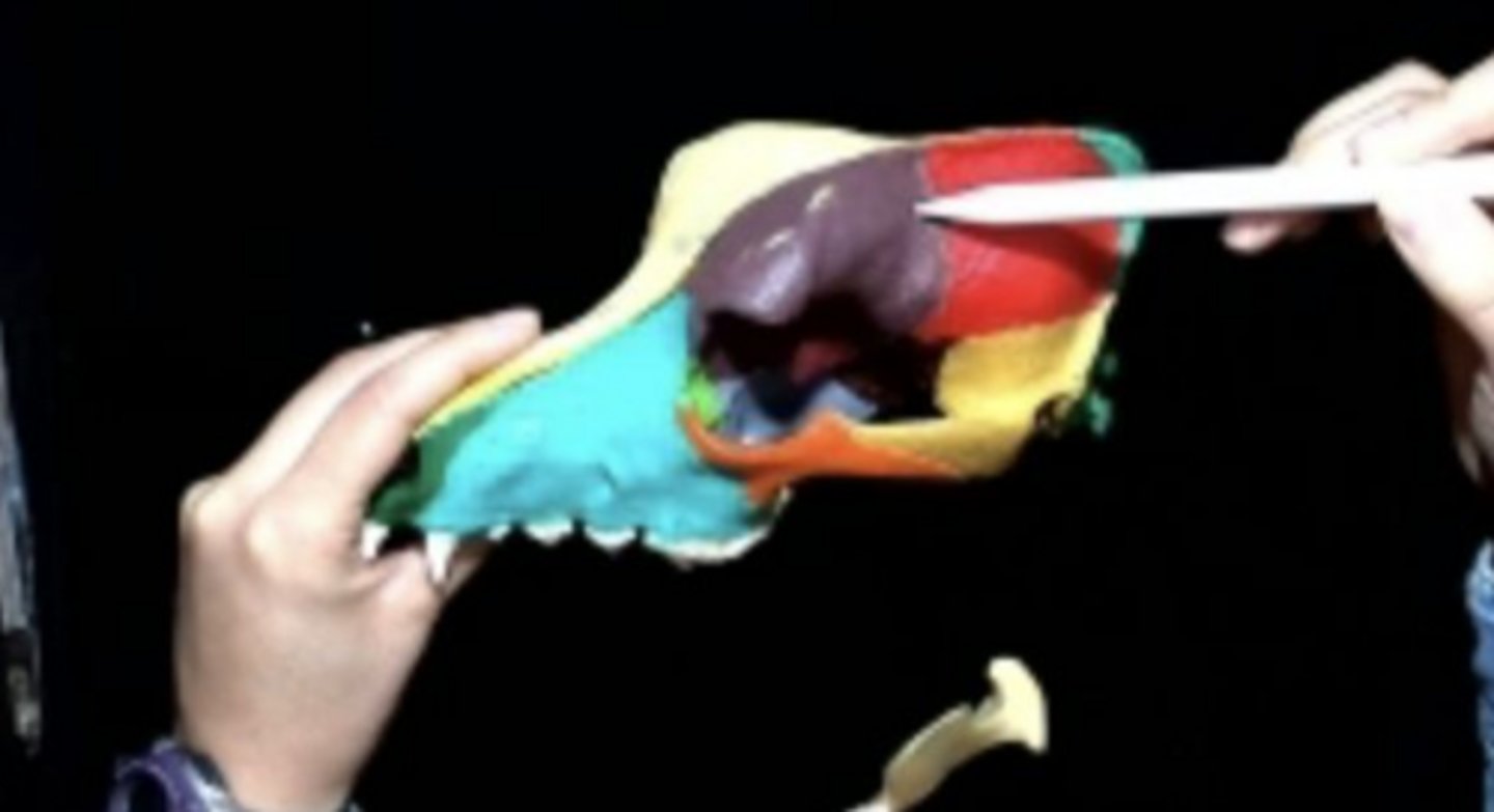 <p>fossa (shallow depression) on the side of the skull bounded by the temporal lines above, and the zygomatic arch below.</p>