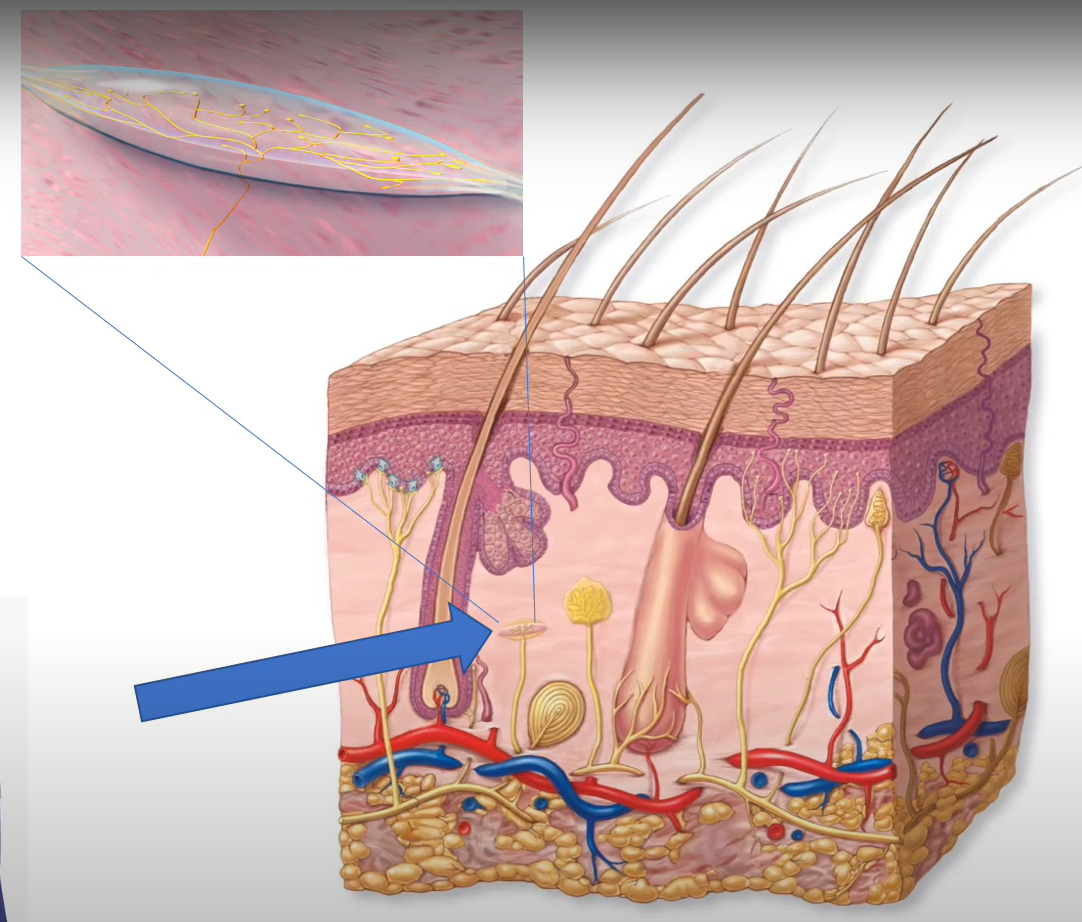 <p>-encapsulated tactile receptor</p><p>-tonic</p><p>-deep sustained pressure or stretch of skin</p>
