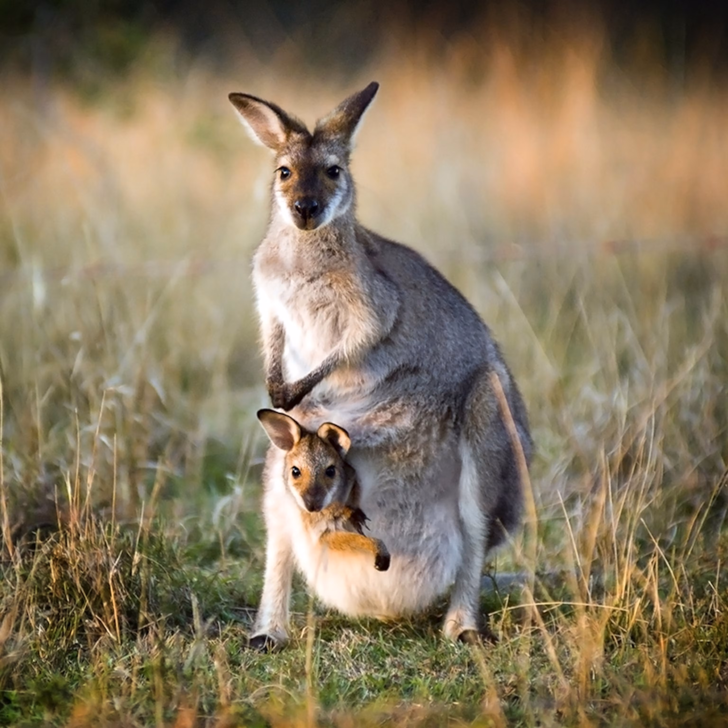 <p>marsupial pouched animals, kangaroos, koalas, Tasmanian devils.  </p>