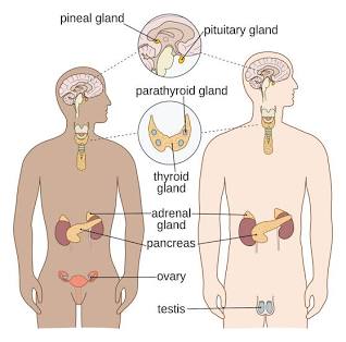 <p>Endocrine System</p>