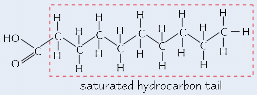 <p><strong>No double bonds</strong> between <strong>C atoms</strong> (in <strong>hydrocarbon tail/R group</strong>)</p>