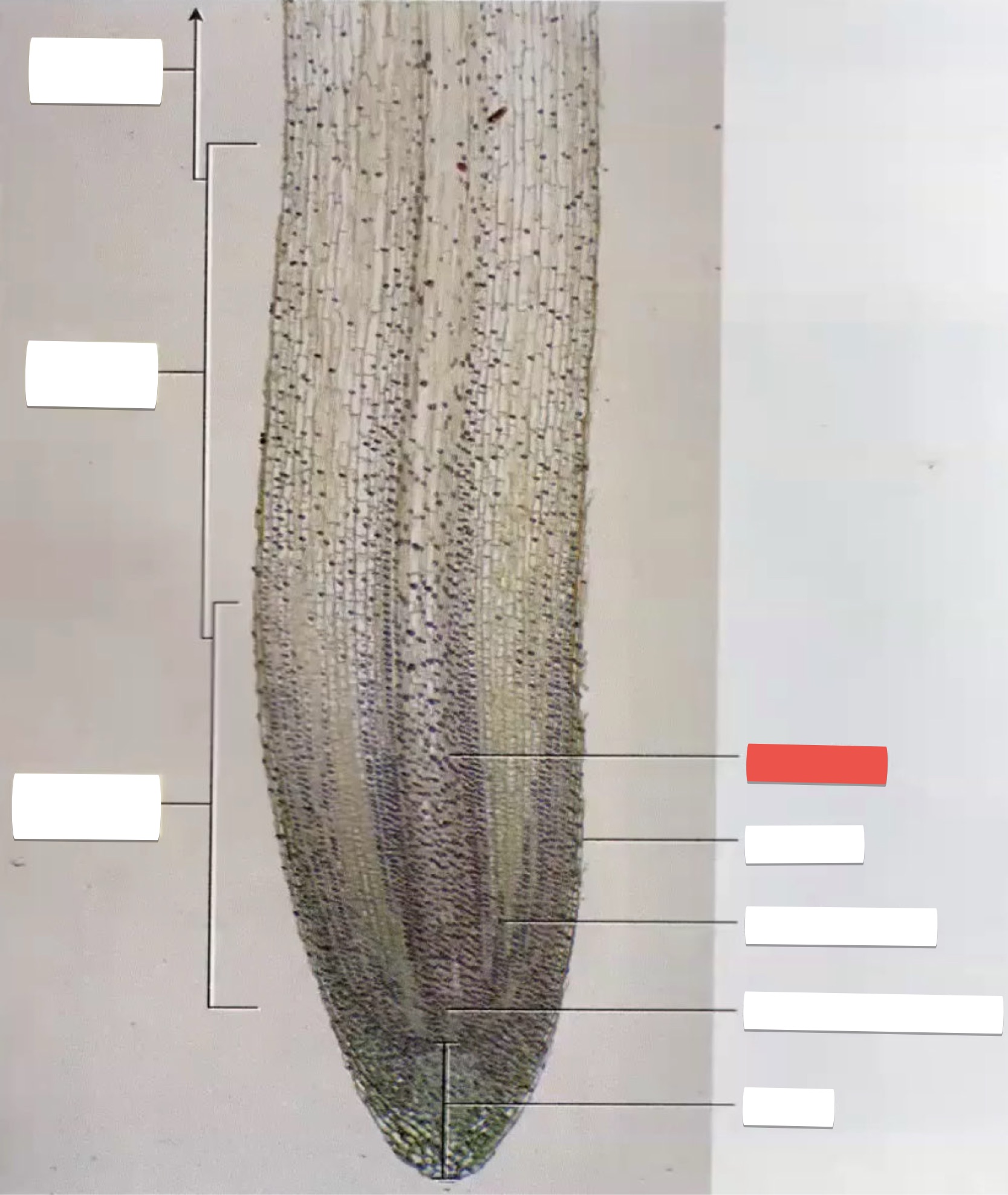 <p>identify the part in red</p>