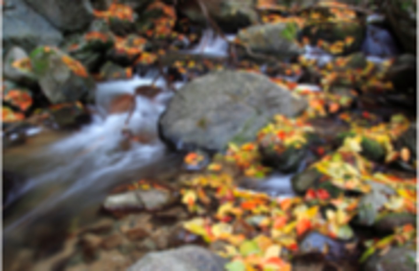 <p>where nutrients come from a terrestrial environment and enter into a river</p>