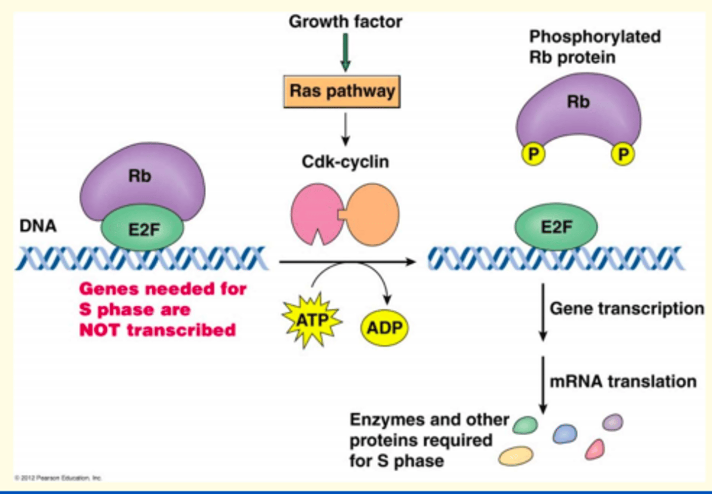<p>Loss of retinoblastoma protein (RB) in the prototypic tumour suppressor gene </p><p>If a child inherits one dysfunctional copy of the RB1 gene, half of their retinoblastoma protein is functional and half is dysfunctional.</p>