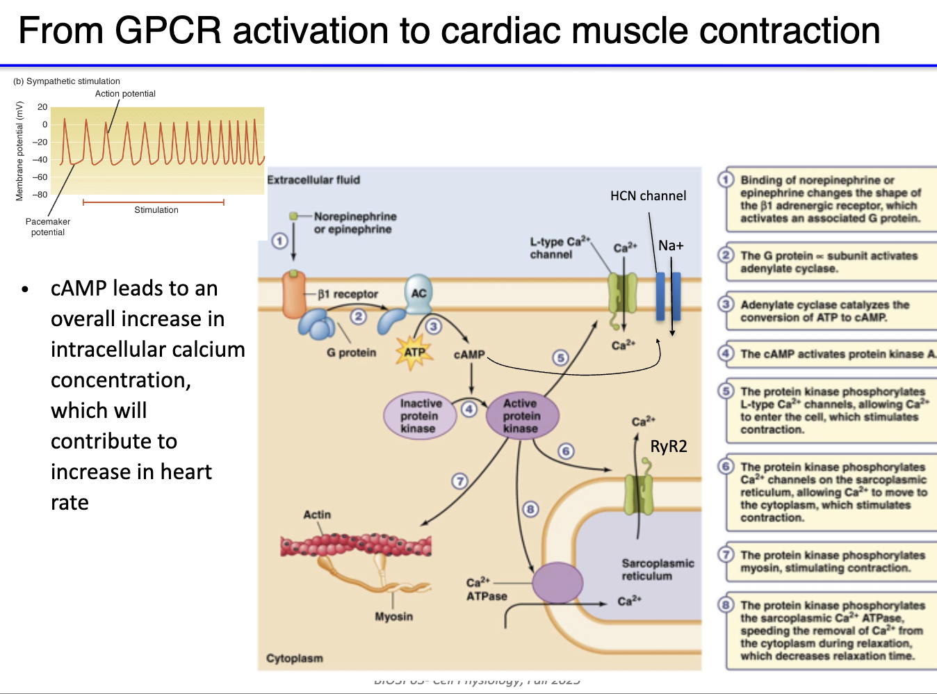 <ul><li><p><strong>NE binds β₁-adrenergic GPCR</strong> on pacemaker cells</p></li><li><p><strong>Gs protein</strong> activated → <strong>α-subunit stimulates adenylyl cyclase</strong></p><ul><li><p>Convert ATP → <strong>cAMP</strong> production</p></li></ul></li><li><p><strong>cAMP + PKA</strong> both increase activity of <strong>L-type Ca²⁺ channels</strong></p><ul><li><p>Channels open more easily → <strong>more Ca²⁺ influx</strong></p></li><li><p>Faster depolarization → <strong>higher action potential frequency</strong></p></li></ul></li><li><p>Result: <strong>↑ heart rate</strong></p></li></ul><p></p>