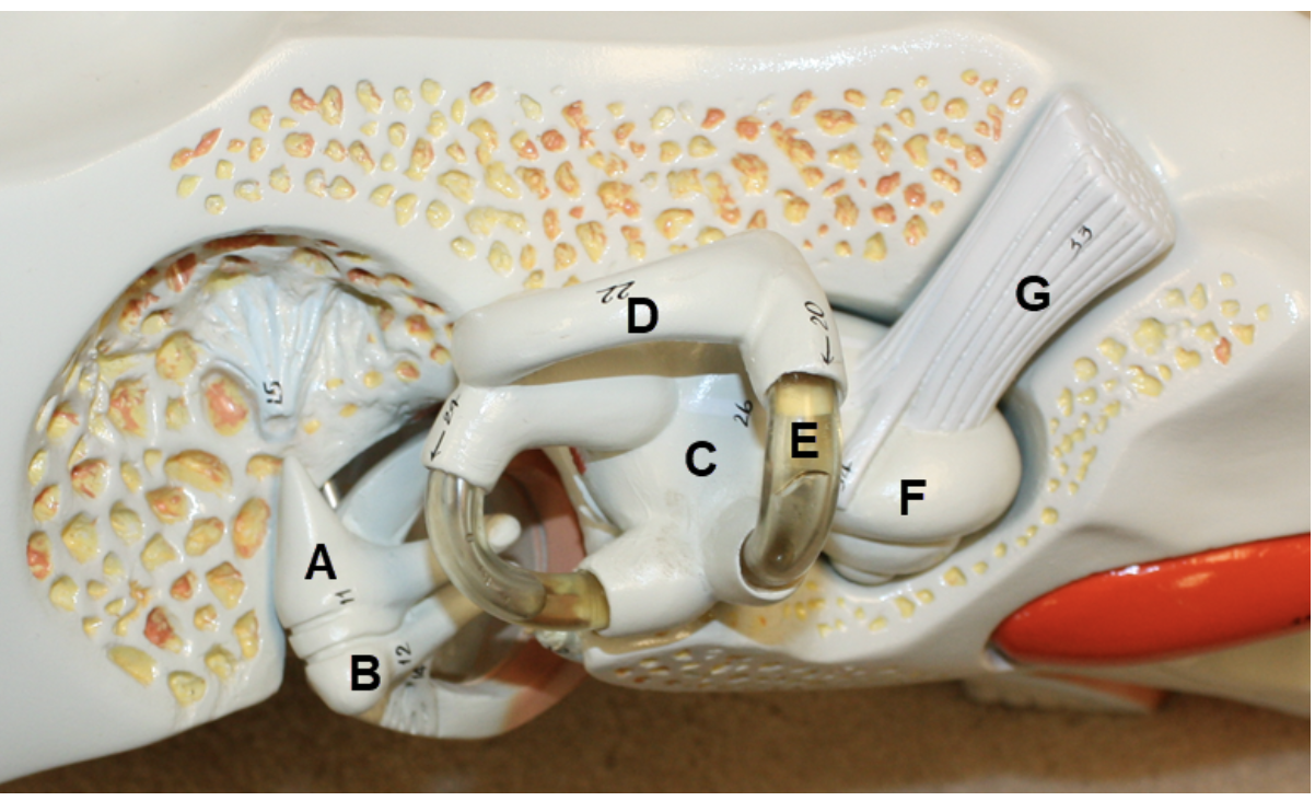<p><span><span>In the image above, identify structures A-G.</span></span></p>